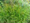 Pálmalevelű sás (Carex muskingumensis)